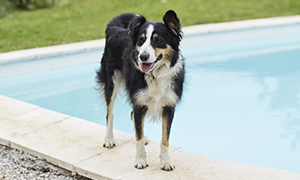 Urlaub - Mit dem Hund in den Süden